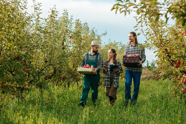 Two bearded mustachioed farmer field workers go and tell a woman about harvesting her tablet. Apple orchard, agricultural business, smiles on faces, success at work. Workers in the apple garden.