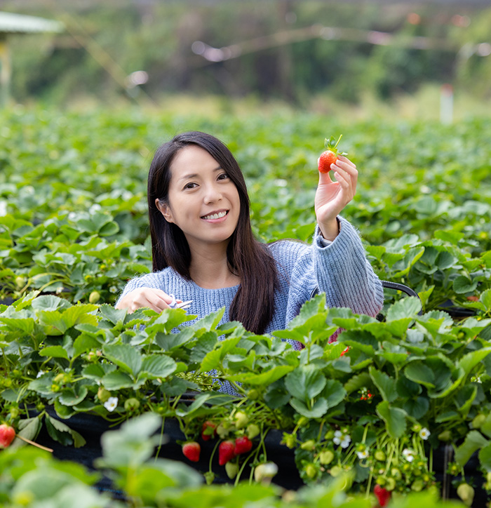 woman-pick-strawberry-in-the-field